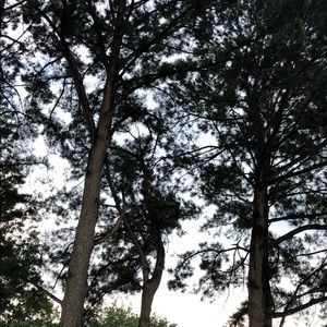 Meet your Posher, Devin